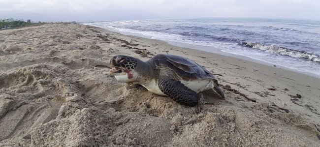 Kuşadası’nda iki deniz kaplumbağası karaya vurdu