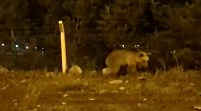 Ardahan’da acıkan bozayı şehre indi