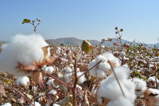 Gaziantep’te pamuk hasadı başladı