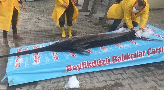 Marmara Denizi’nde 3 metrelik kılıç balığı yakalandı