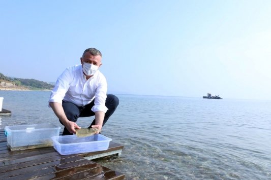 İzmit Körfezi’ne balıklandırma çalışmaları kapsamında çipura, levrek ve kalkan bırakıldı