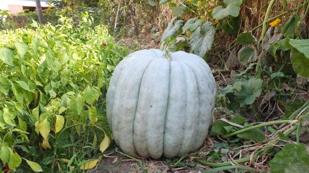 Keban’da 60 kilogramlık bal kabağı yetiştirildi