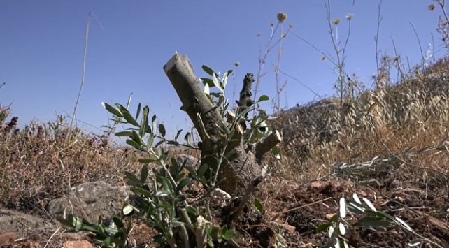 Yahudi yerleşimciler Filistinlilere ait onlarca zeytin ağacını kesti