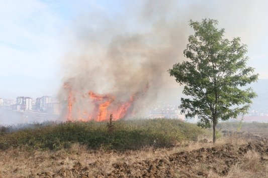 Samsun’da ağaçlık alanda çıkan yangın ekiplerin müdahalesiyle söndürüldü