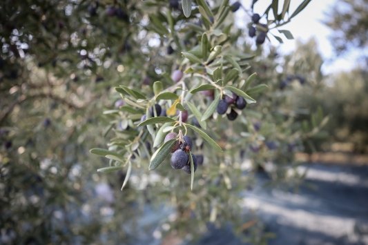 Bursa’da zeytin hasadı başladı