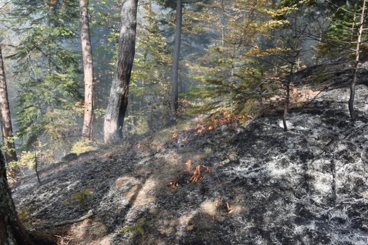 Sinop’ta çıkan orman yangını kontrol altına alındı