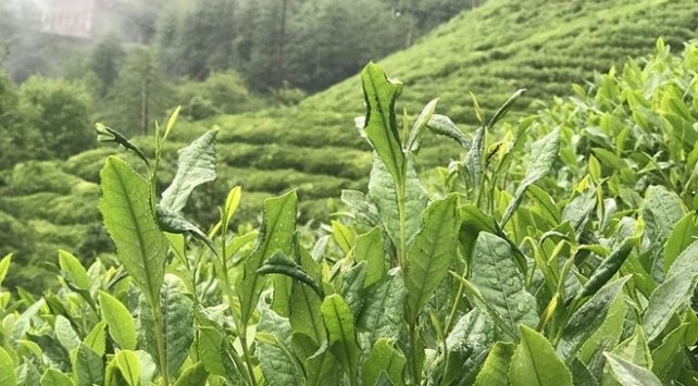 Yaş çay ödemeleri bugün başlıyor