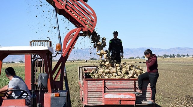 Muş’ta şeker pancarından 450 milyon lira gelir bekleniyor