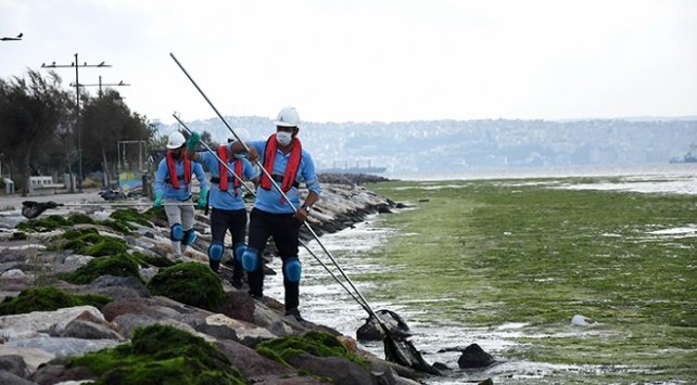 Karşıyaka sahili ‘deniz marulu’ yosunlarla kaplandı