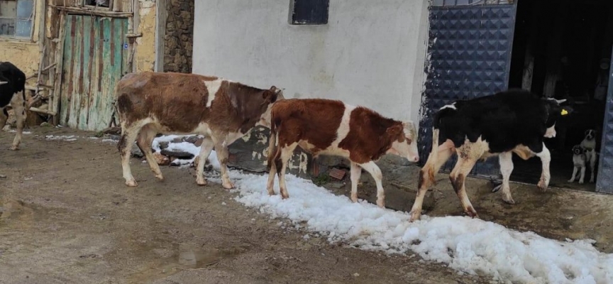 Afyonkarahisar’da kaybolan büyükbaş hayvanları jandarma buldu