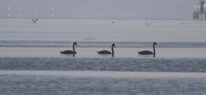 İzmit Körfezi flamingo ve kuğuları ağırlamaya başladı