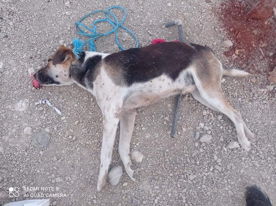 Mehmetçik Belediyesi’nden VAHŞET! Köpeğe İDAM CEZASI!!!