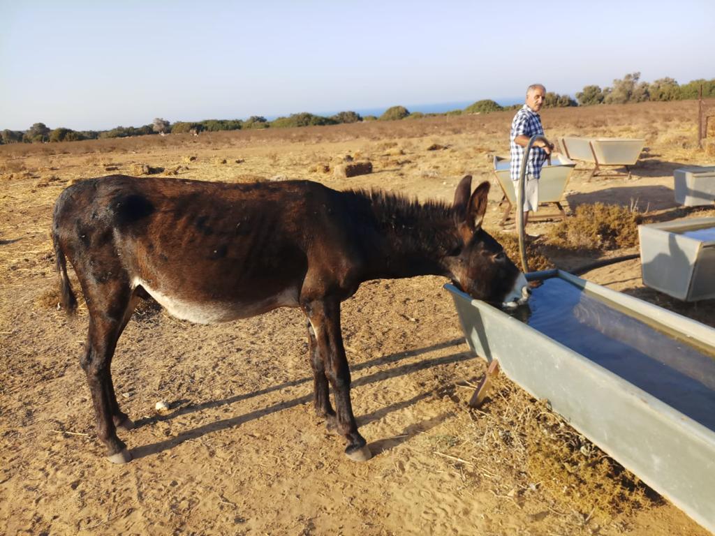 KARPAZ’DAKİ HÜR EŞEKLERİN GÜVENLİK VE BAKIM ÇALIŞMALARI SÜRÜYOR