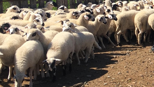 45 baş kuzu ve 15 baş koyun satışa sunulacak