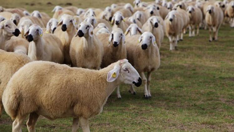 29 baş kasaplık koyun, kapalı zarf yöntemiyle satılacak