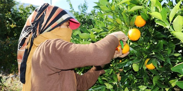 Narenciye Üreticiler Birliği, Türkiye’den Suriyeli işçi getirilmesinin önünün aşılmasını istedi