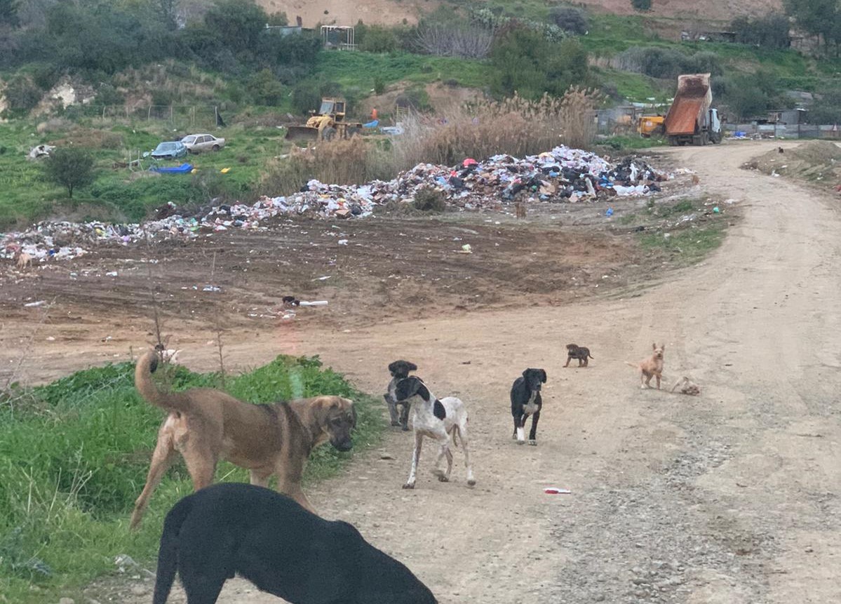 Lefke’de canlılar çöp gibi çöplüğe atılıyor!!!