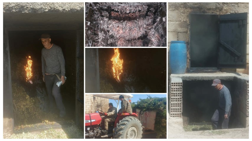Karpaz bölgesinde yetişen tütün şinya ile aromalandırılıyor