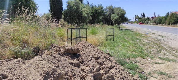 Lapta bölgesinde görülen “son üç kök engerek otu” koruma altına alındı