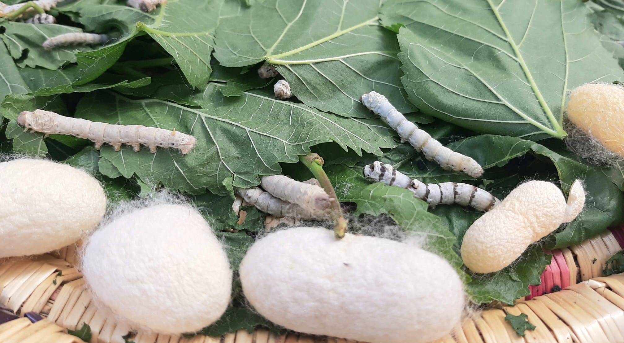 İpek ve ipekböceği kozasından hayat bulan el sanatları