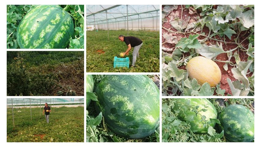 Karpuzda verimin yüksek olması bekleniyor