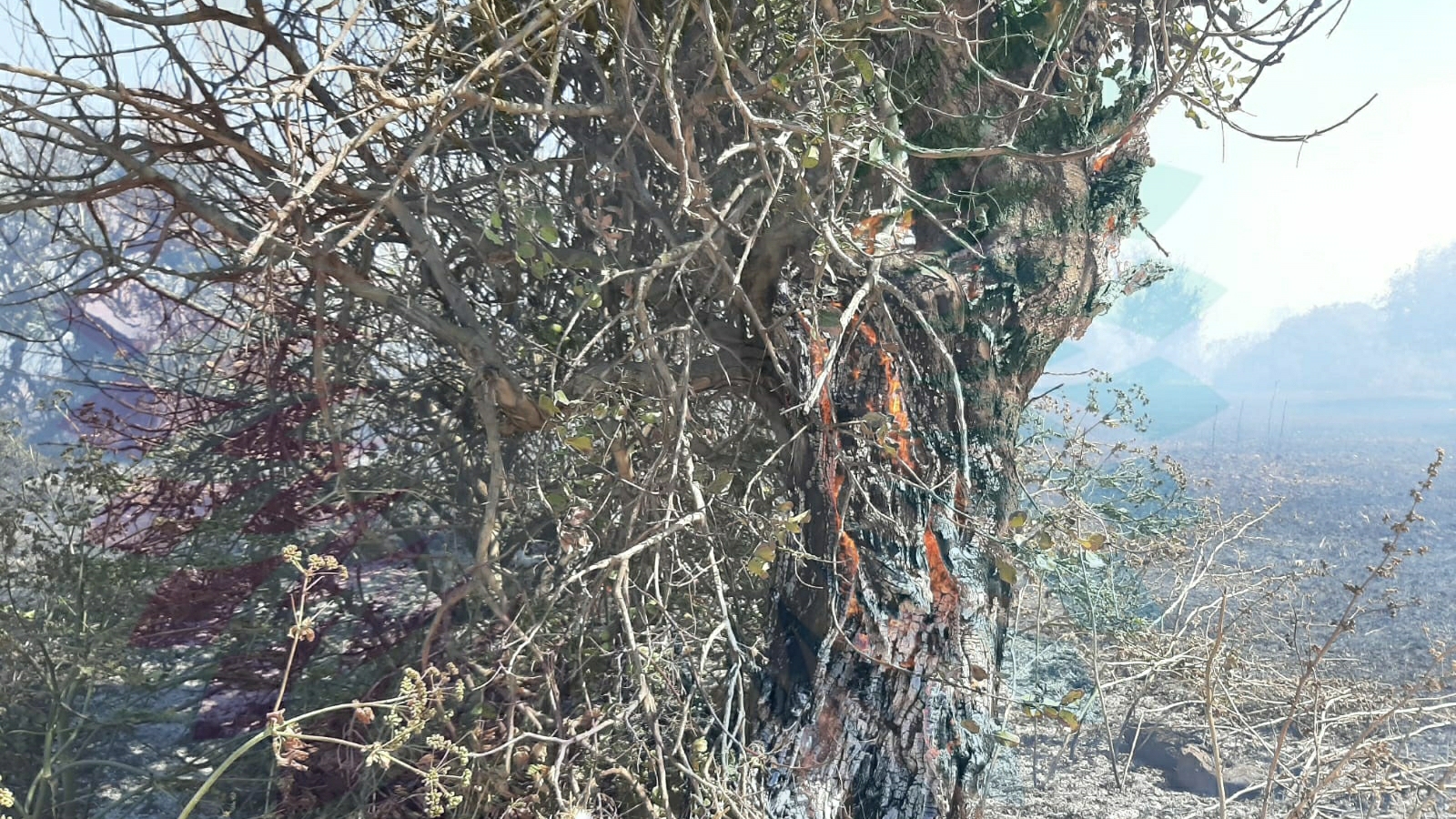 Koruçam’daki yangın kontrol altına alındı