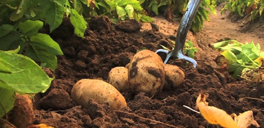 Genel Tarım Sigortası patates ekili alanlar için itiraz süresini uzattı