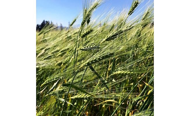 İlk yerli arpa çeşidi Beşparmak satışa sunuluyor… Üreticilerden ön başvuru alınacak