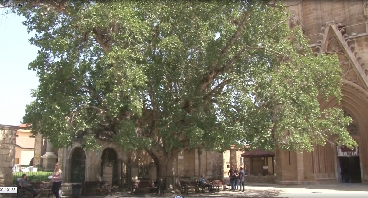 Asırlık  ‘Cümbez Ağacı’