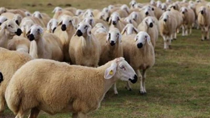 Devlet Üretme Çiftliklerinden kasaplık hayvan satışı…