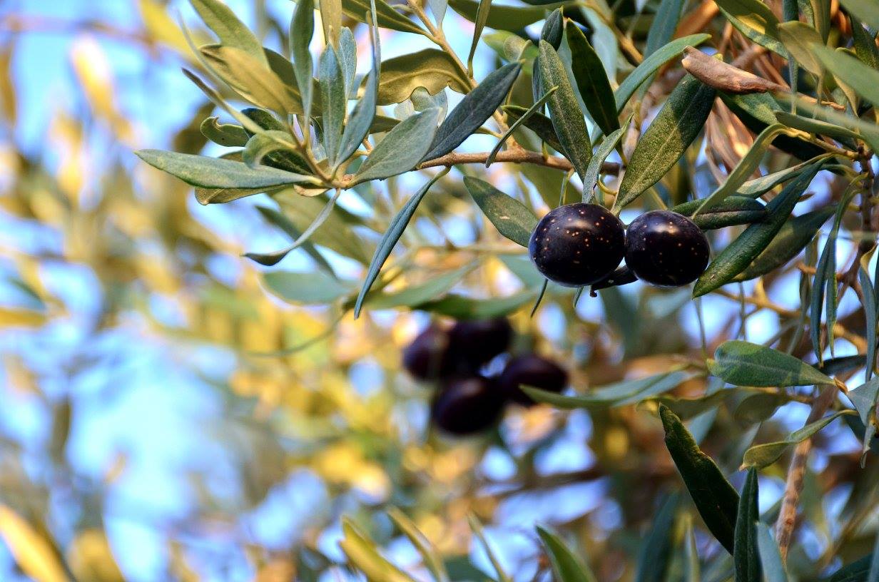 Girne ilçesinde yerli zeytin hasadı 23 Eylül’de başlıyor