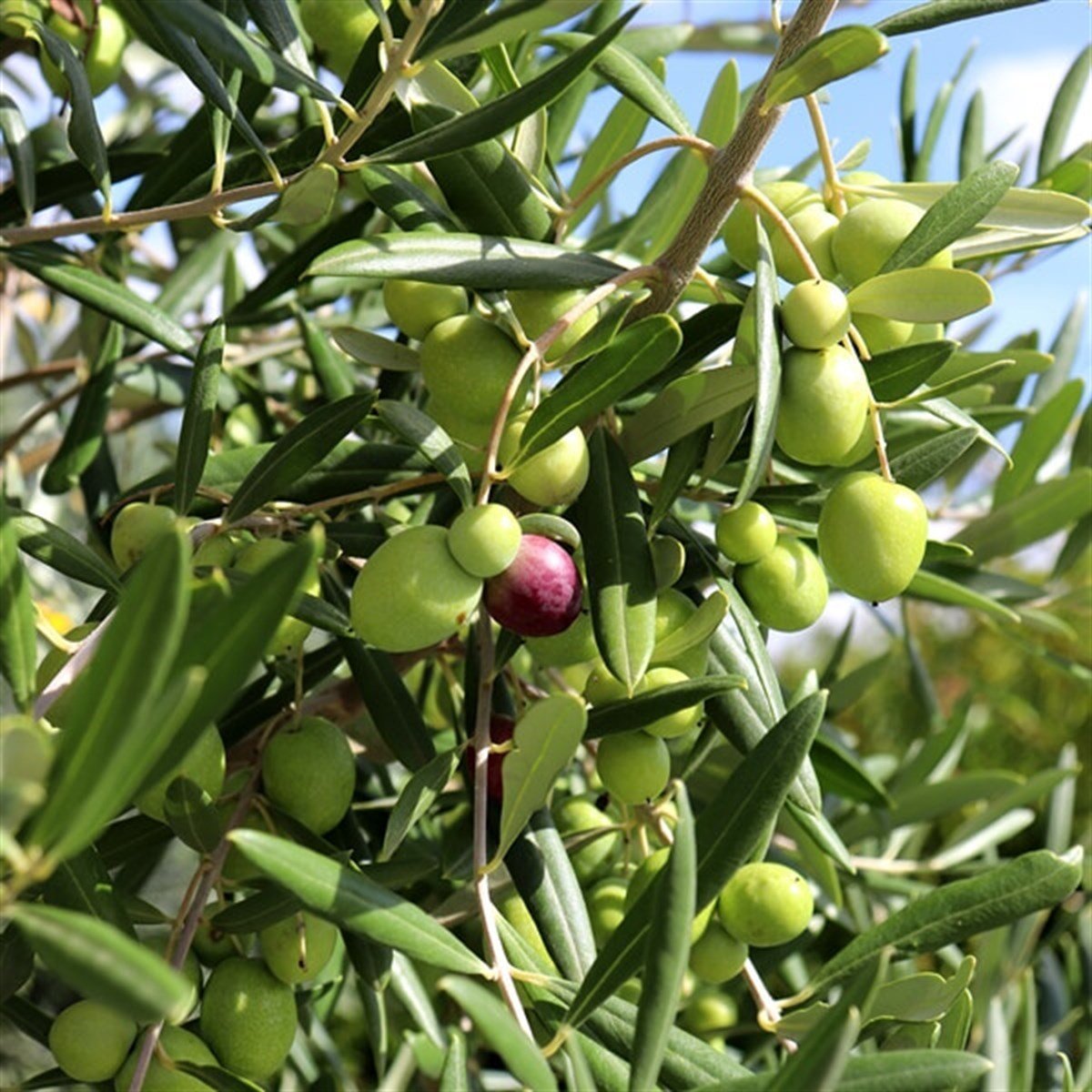 Gazimağusa Kaymakamlığı zeytin hasadıyla ilgili açıklama yaptı