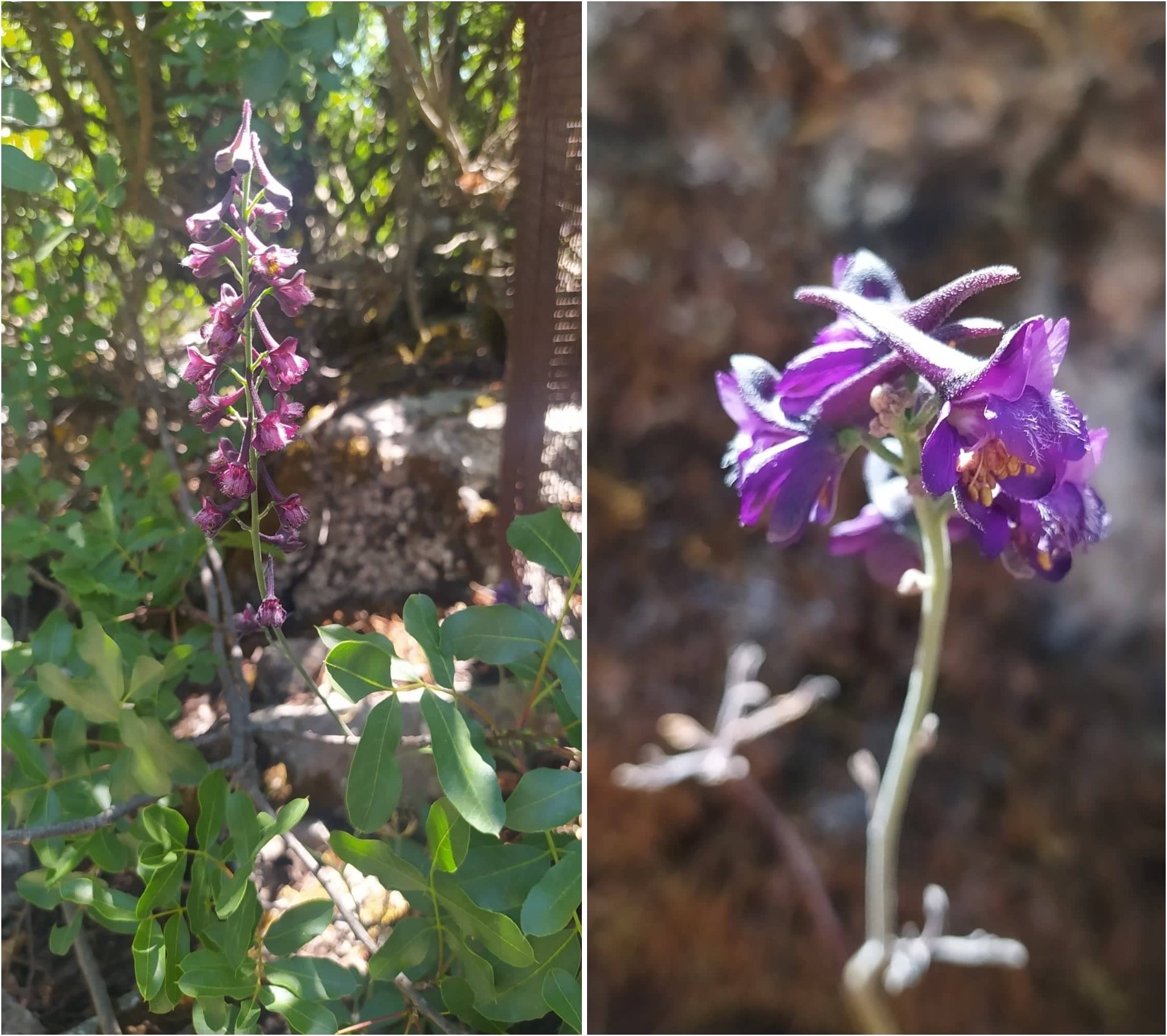 Endemik Bitkilerimizden Delphinium Caseyi artık koruma altında