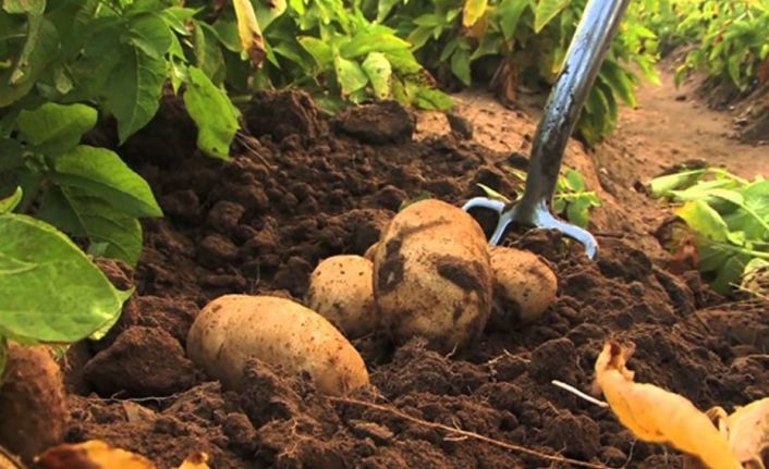 Sonbahar ürünü patates ekimi yapılan arazilerin 15 Ekim’e kadar beyan edilmesi gerekiyor
