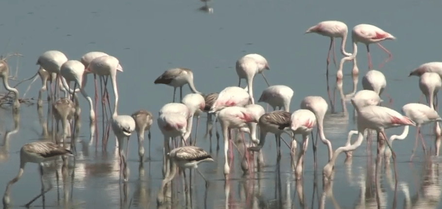 Flamingolar Gülseren Göleti’nde görsel bir şova imza attılar