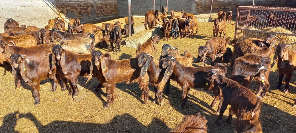 DÜÇ, kasaplık küçükbaş hayvan satışı yapacak