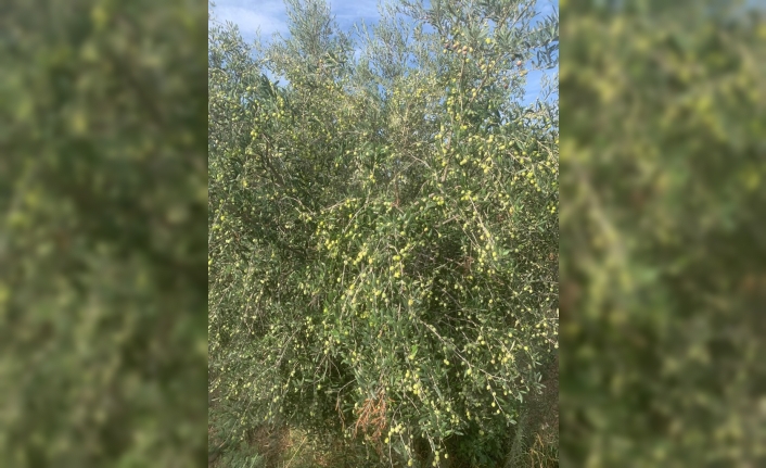 Zeytin ağaçlarıyla ilgili işlemlerde izinler artık Tarım Dairesi’nden alınacak