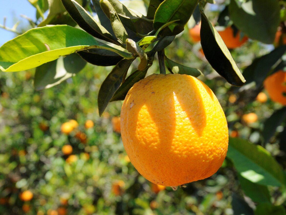 Tarım Bakanlığı narenciye ihracatının fümigasyonla mümkün olduğunu açıkladı