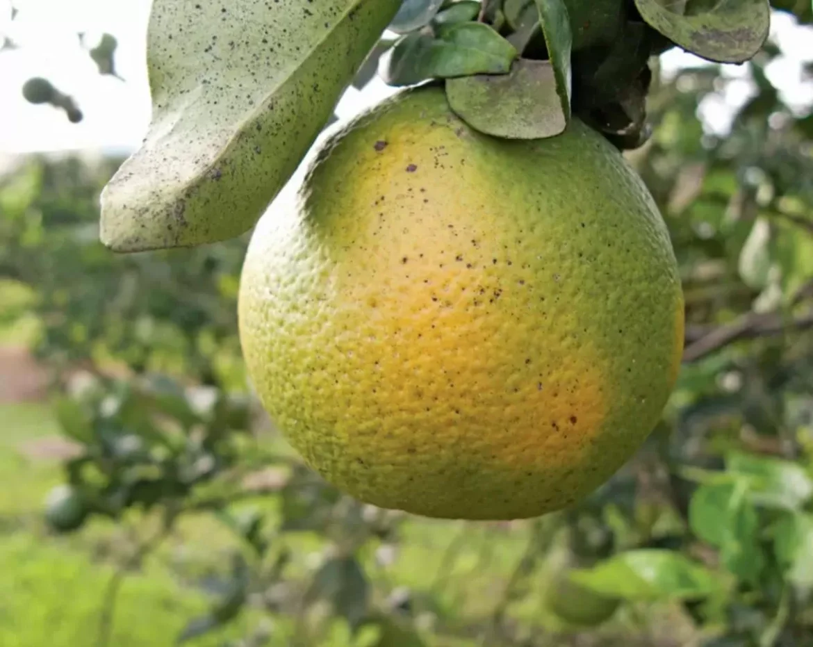 Güzelyurtt’a yeşillenme hastalığıyla ilgili bilgilendirme toplantısı düzenleniyor