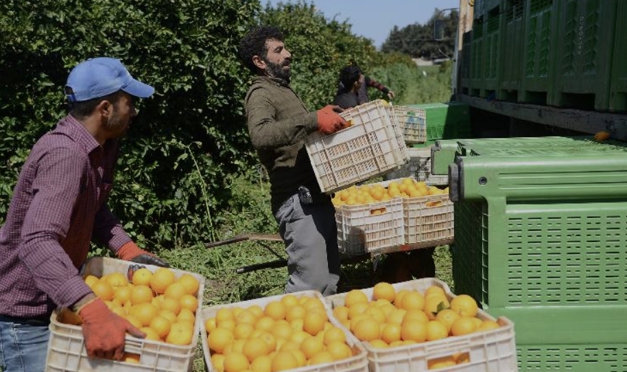 Narenciye Kesim Ekipleri Birliği’nden yabancı işçilerle ilgili açıklama