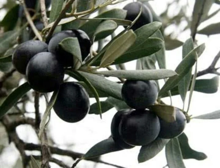 Gazimağusa’da Gemlik zeytin hasadı başlama tarihi 2 Eylül