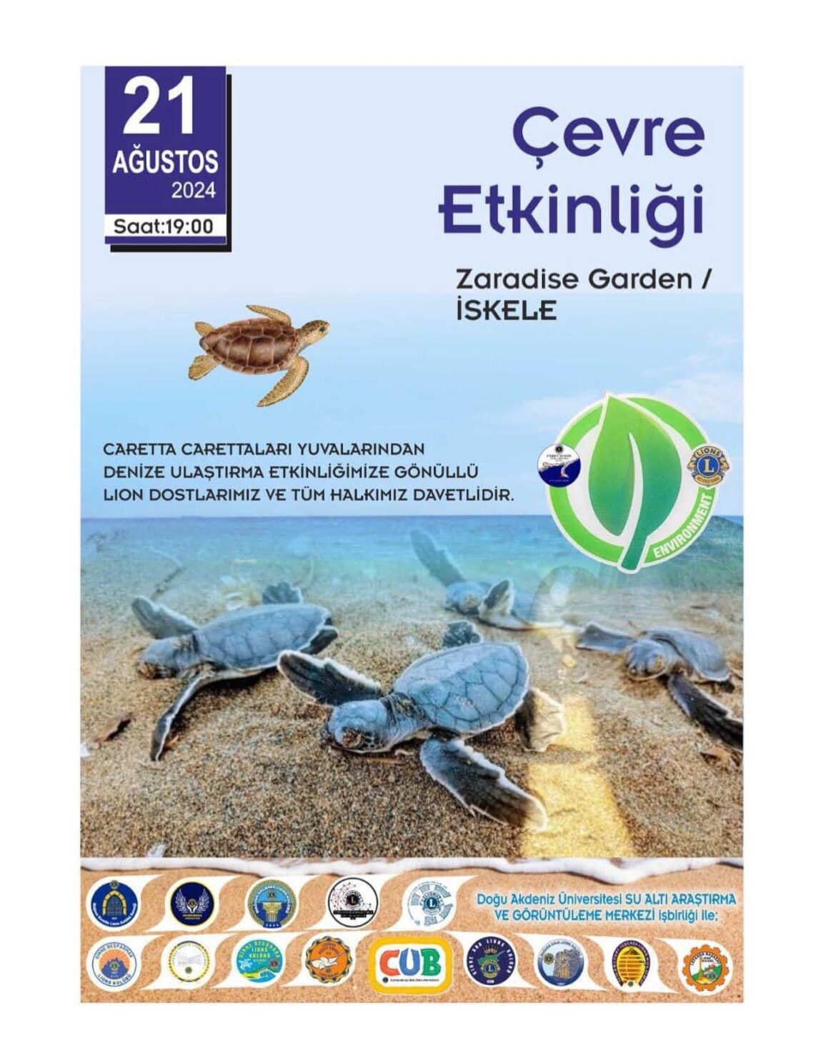 İskele sahilinde bugün caretta carettalar denize bırakılıyor