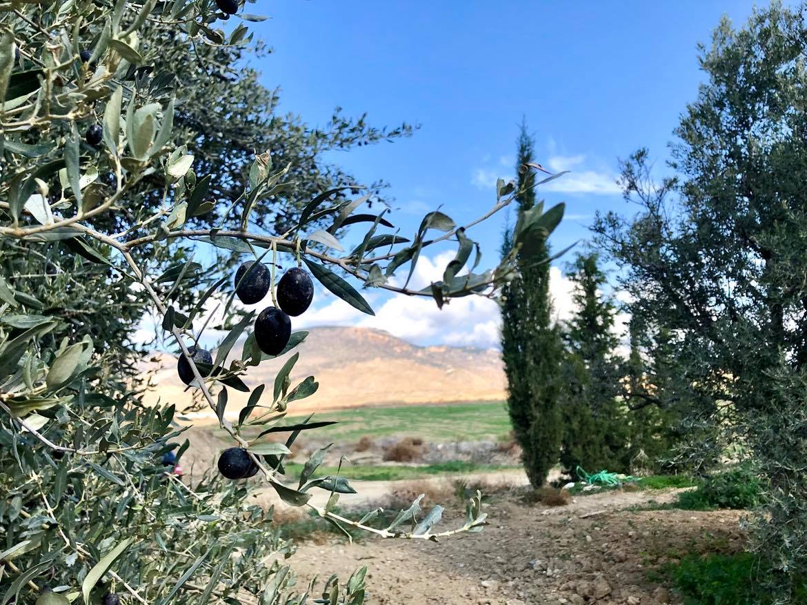 Lefke’de erkenci zeytin 19 Ağustos, yerli zeytin hasadı 2 Eylül’de