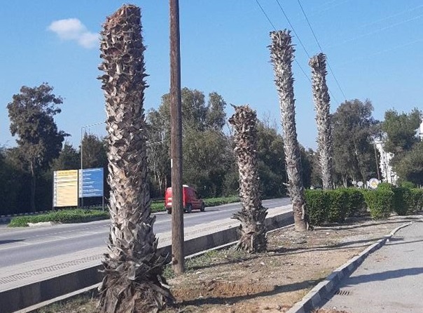 Peyzaj Mimarları Odası, ağaç katliamlarının durdurulması için çağrı yaptı