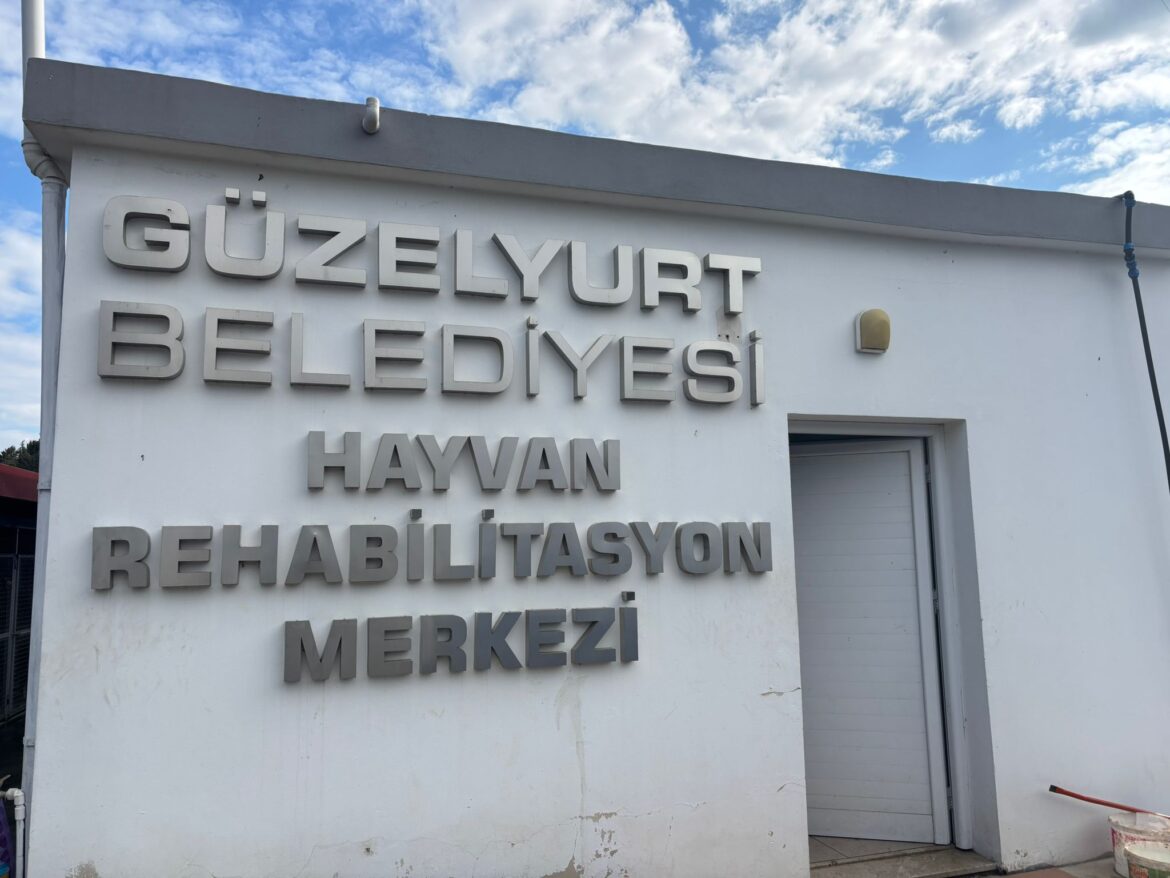 Sokak hayvanları kısırlaştırılıyor…Projenin Güzelyurt ayağı başladı