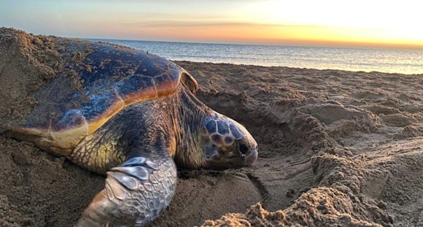 SPOT Marine Life: “Kaplumbağalar erken yumurtlayarak ısınan ülkeye ayak uydurmaya çalışıyor”