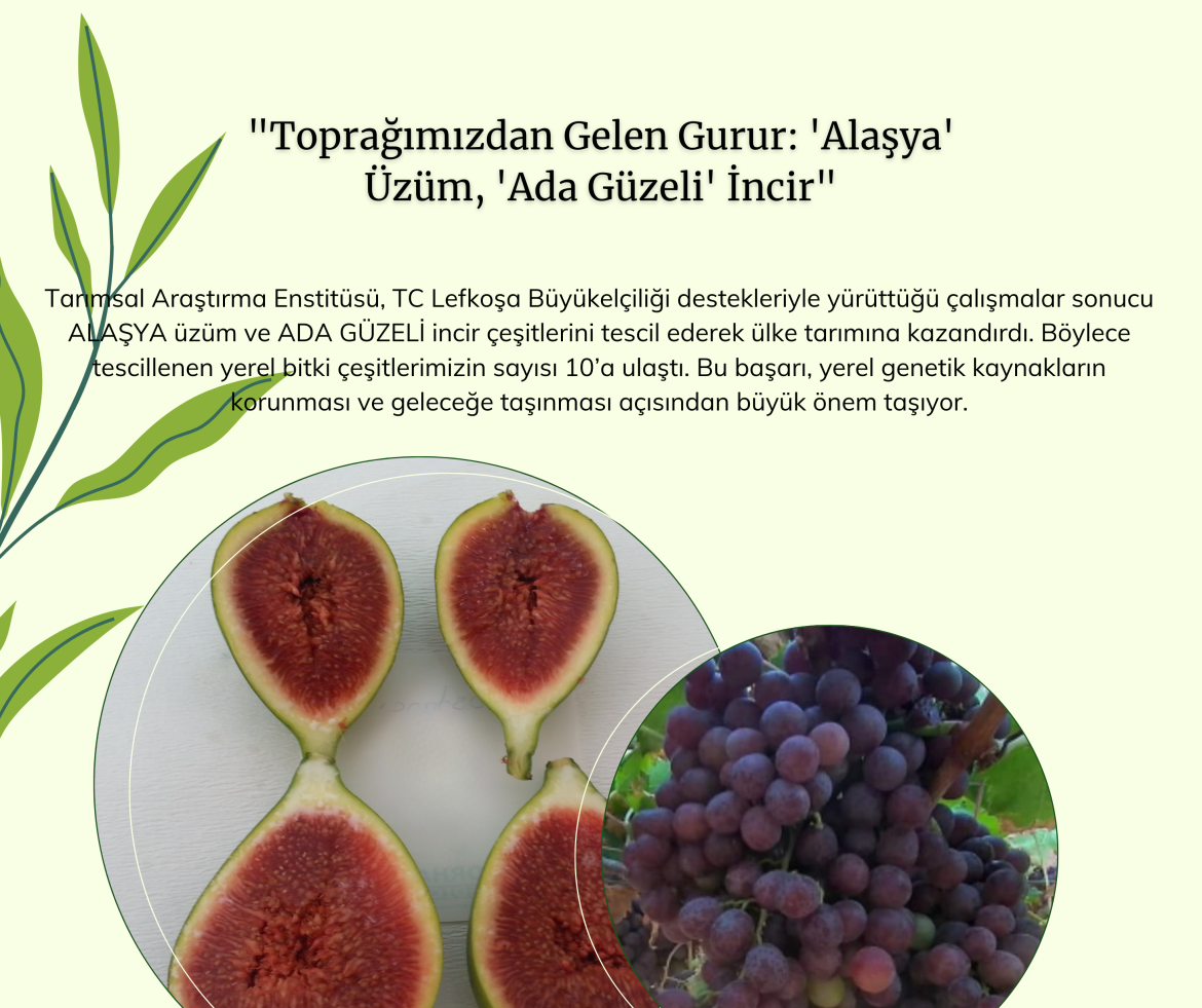 Tarımsal Araştırma Enstitüsü’nün yürüttüğü çalışmalar kapsamında “Alaşya” ve “Ada Güzeli” tescillendi