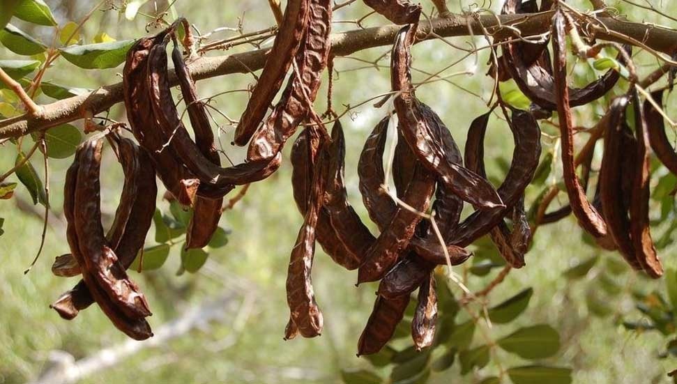 Lefkoşa’da harup hasadı 23 Ağustos’ta, zeytin hasadı ise 30 Ağustos’ta başlayacak